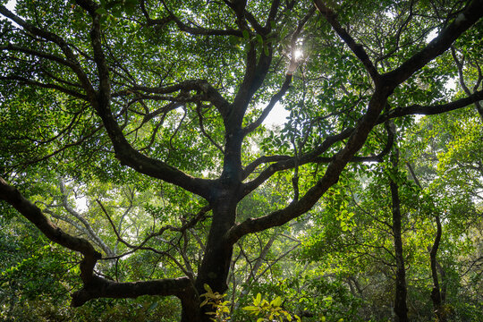 View of the sun-drenched canopy with interlaced branches and dappled light filtering through lush green leaves, Sundarban, Khulna Division, Bangladesh.