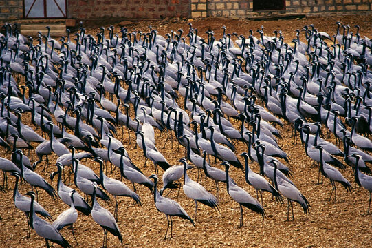 Demoiselle cranes birds