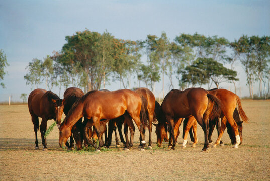 indian thoroughbred horses grazing india  - Powered by Adobe