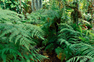 fern in the forest