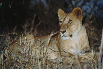 African Lioness resting Masai Mara Kenya Africa