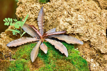 autumn leaves on the ground