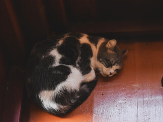 cat sleeping on the couch