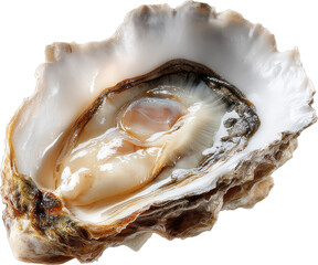 oyster half shell