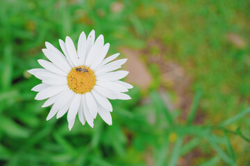 Obraz premium Daisy Flower with Insect on Sunny Day in Garden