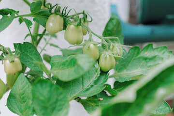 Unripe Plum Tomatoes Growing