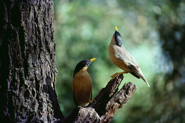 Brahminy starling myna pair 