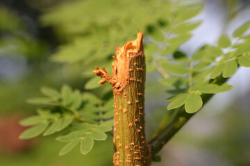 wooden tree