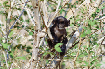 indian black faced Langur sitting on tree india
