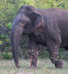 Elephant in its Habitat