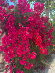 Farbenfrohe tropische Blumen in voller Blüte © Werbe-Blank
