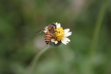 bee on flower