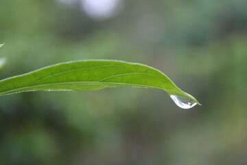 Drop