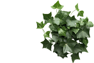 Bush of green ivy with long creeping vines showcases vibrant leaves, adding touch of nature beauty to any space. This lush plant symbolizes growth and resilience