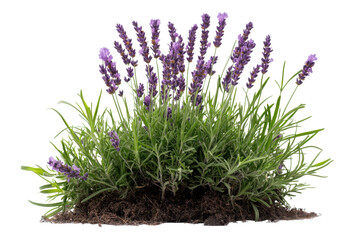 Dense bush of lavender with vibrant purple flowers showcases beautiful display of nature colors. lush green foliage complements striking blooms, creating serene and calming atmosphere