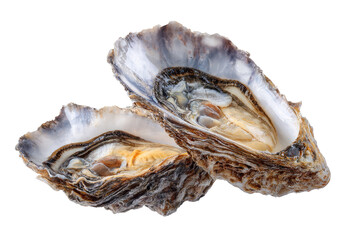 Two open oysters,  showing the interior,  on a white background.  The shells are dark gray and brown with intricate,  ridged patterns.  The oyster meat is creamy white, with hints of yellow and orange