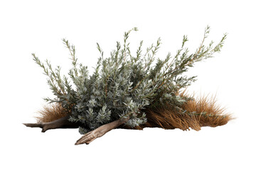 Dry desert sagebrush plant with tangled pale green leaves and brown grass surrounding it, creating natural and rugged appearance in desert landscape