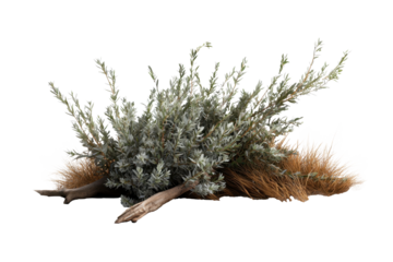 Dry desert sagebrush plant with tangled pale green leaves and brown grass surrounding it, creating natural and rugged appearance in desert landscape