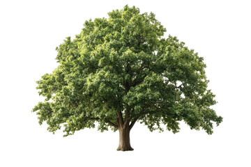 Large oak tree with broad green leaves stands majestically, showcasing its vibrant foliage and sturdy trunk. This tree symbolizes strength and nature beauty, inviting admiration