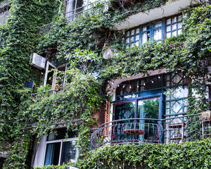 Balcony of urban building covered with lush ivy and plants_Hanoi, Vietnam