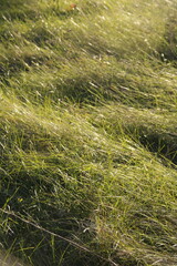 grass in the wind