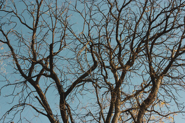 A bare tree branches against a clear blue sky, invoking a sense of serenity. Bare tree branches...