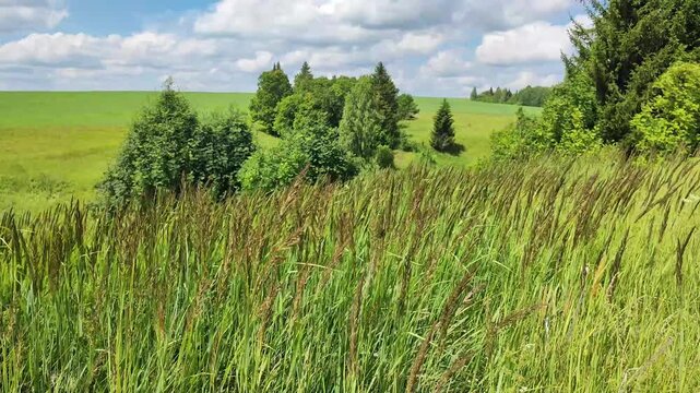 grass swaying in the wind on a warm summer day