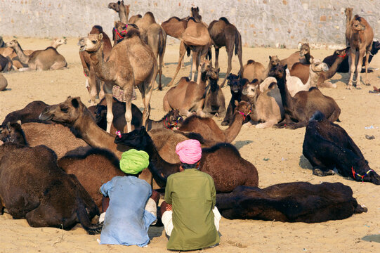 indian camel fairs pushkar fair india