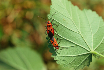 cotton bug mating on green leaf