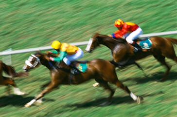 indian races horse racing india 