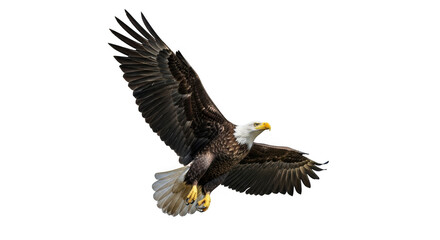 Obraz premium Majestic white tailed eagle soars against a stark black background