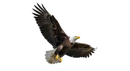 Majestic white tailed eagle soars against a stark black background