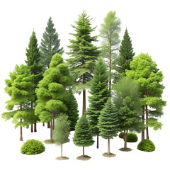 Fototapeta premium A collection of diverse evergreen trees and shrubs, isolated on a transparent background, representing a forest