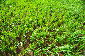 indian rice paddy field india 