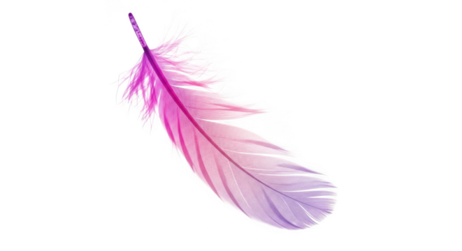 Delicate pink and purple feather floating against a stark black background
