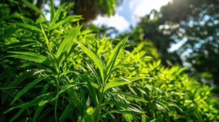 Obraz premium Bright green leaves in sunlight with a blurred natural background, showcasing lush, healthy foliage in an outdoor setting