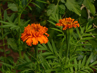 Two bright orange marigold flowers blooming in a garden