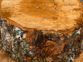 A detailed close-up of stacked firewood logs