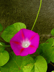 A vibrant pink morning glory flower with green leaves