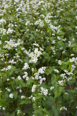  buckwheat agricultural field in Italy
