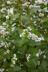  buckwheat agricultural field in Italy