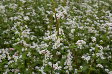  buckwheat agricultural field in Italy