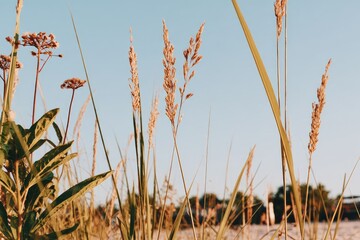 Close-up of grasses and wildflowers against a pale sky
