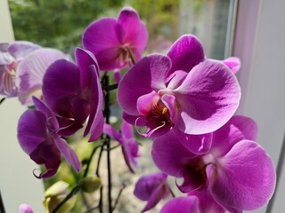 Obraz premium Vibrant purple orchid blossoms in natural light, showcasing delicate petals and details
