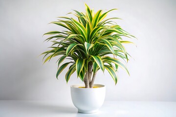 Lush dracaena fragrans plant in a modern white pot against a clean white background