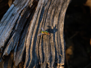 Close-up of a green bottle fly resting on a rough wooden log