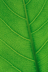 green peepal leaf sacred fig leaf ficus religiosa