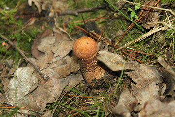 mushrooms in the forest