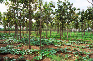 indian teak wood trees india 