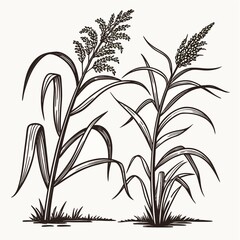 bamboo leaves isolated on white background